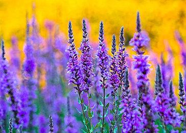 《无明天道：江户之黯》试玩Demo上线 明年一季度发售